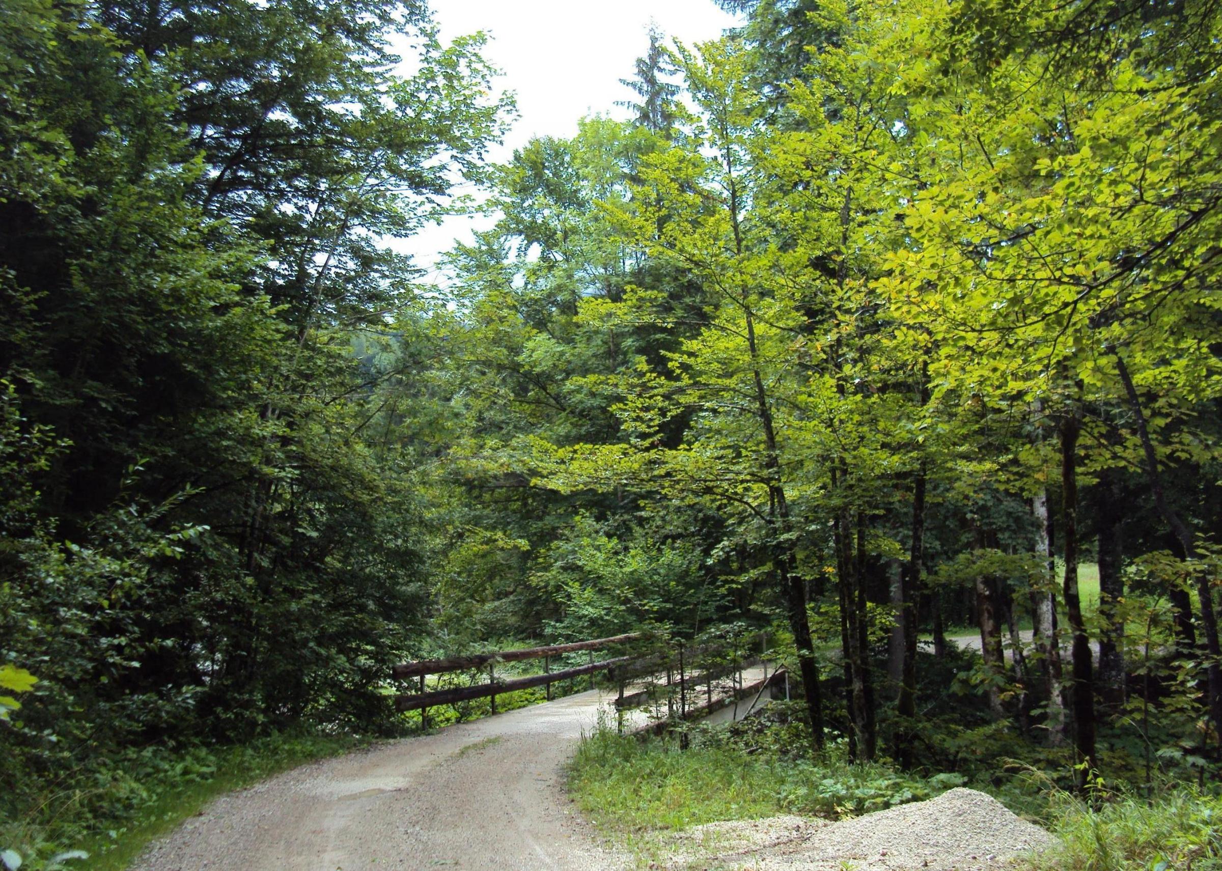 Ein Weg über eine Holzbrücke leicht nach rechts in den Mischwald verlaufend